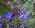 /album/panorami/fiore-di-salvia-jpg/